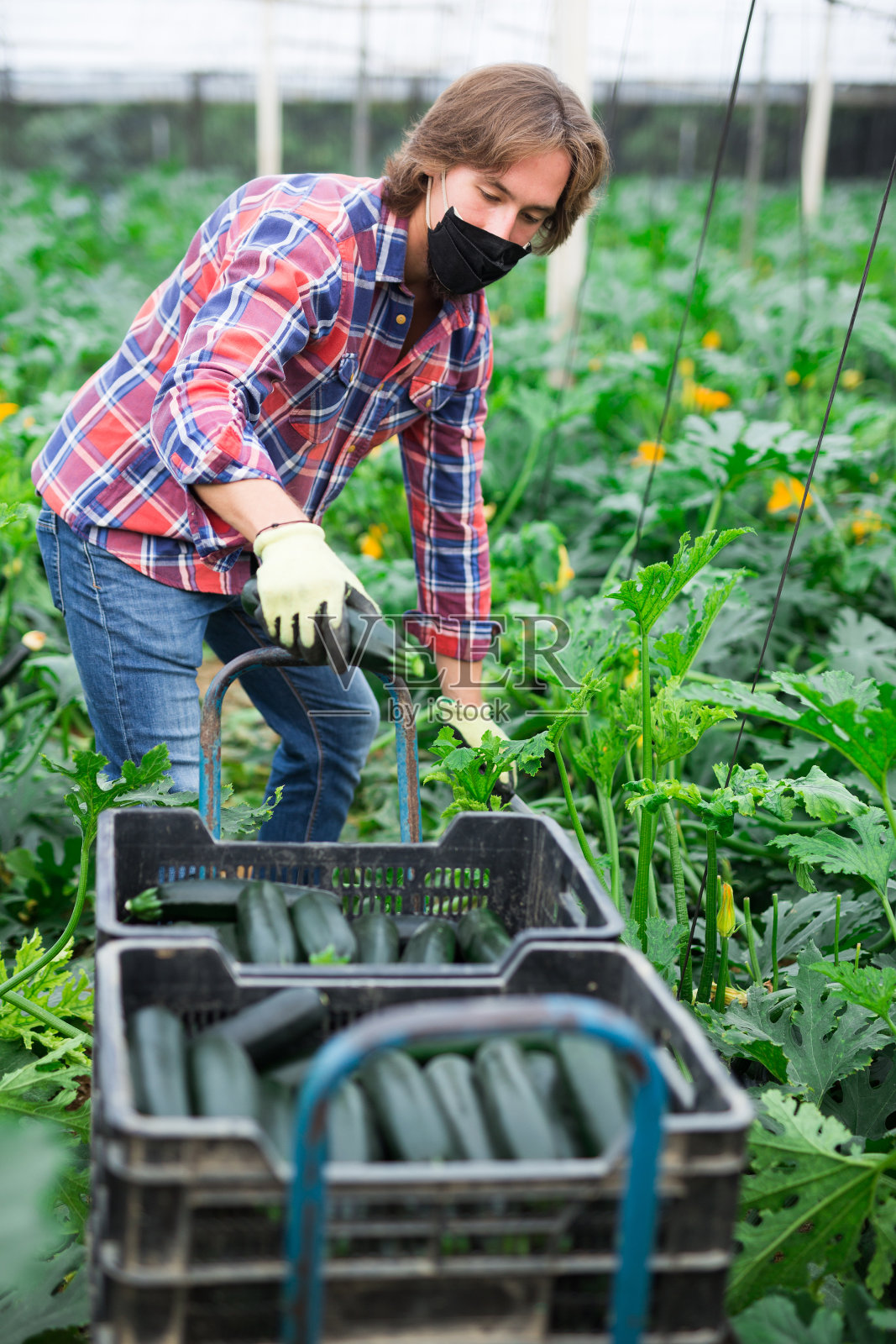 快乐的德国农民在检疫期间在温室里种植南瓜照片摄影图片