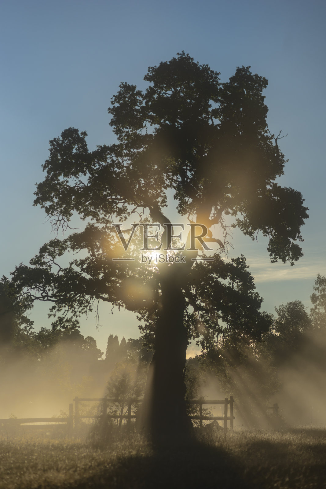 在雾蒙蒙的早晨,背光树照片摄影图片