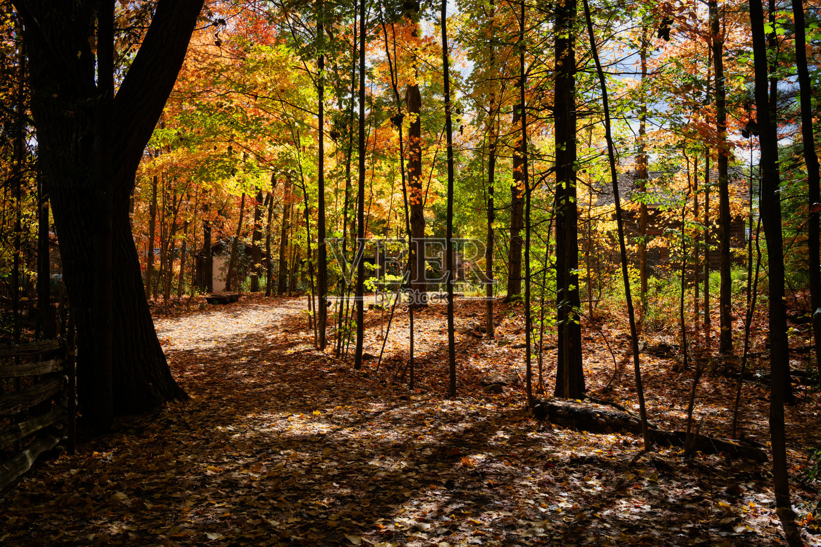 伍兹在秋天照片摄影图片