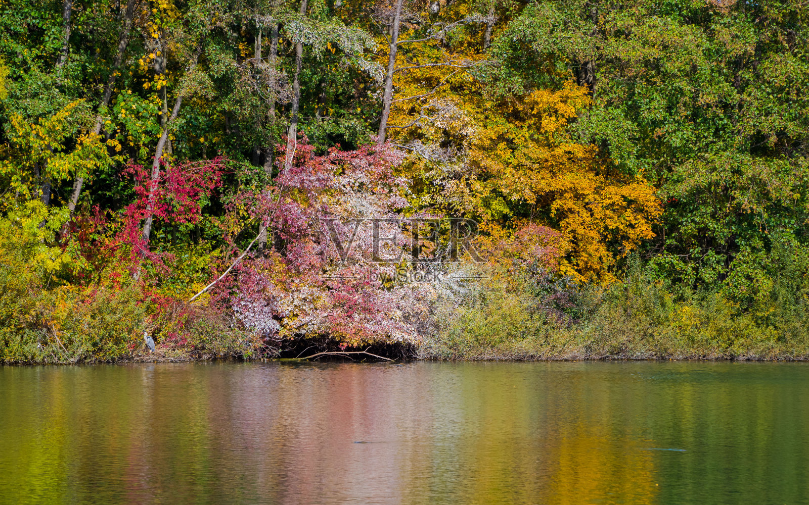 秋天,湖上,岸边植物丛生照片摄影图片