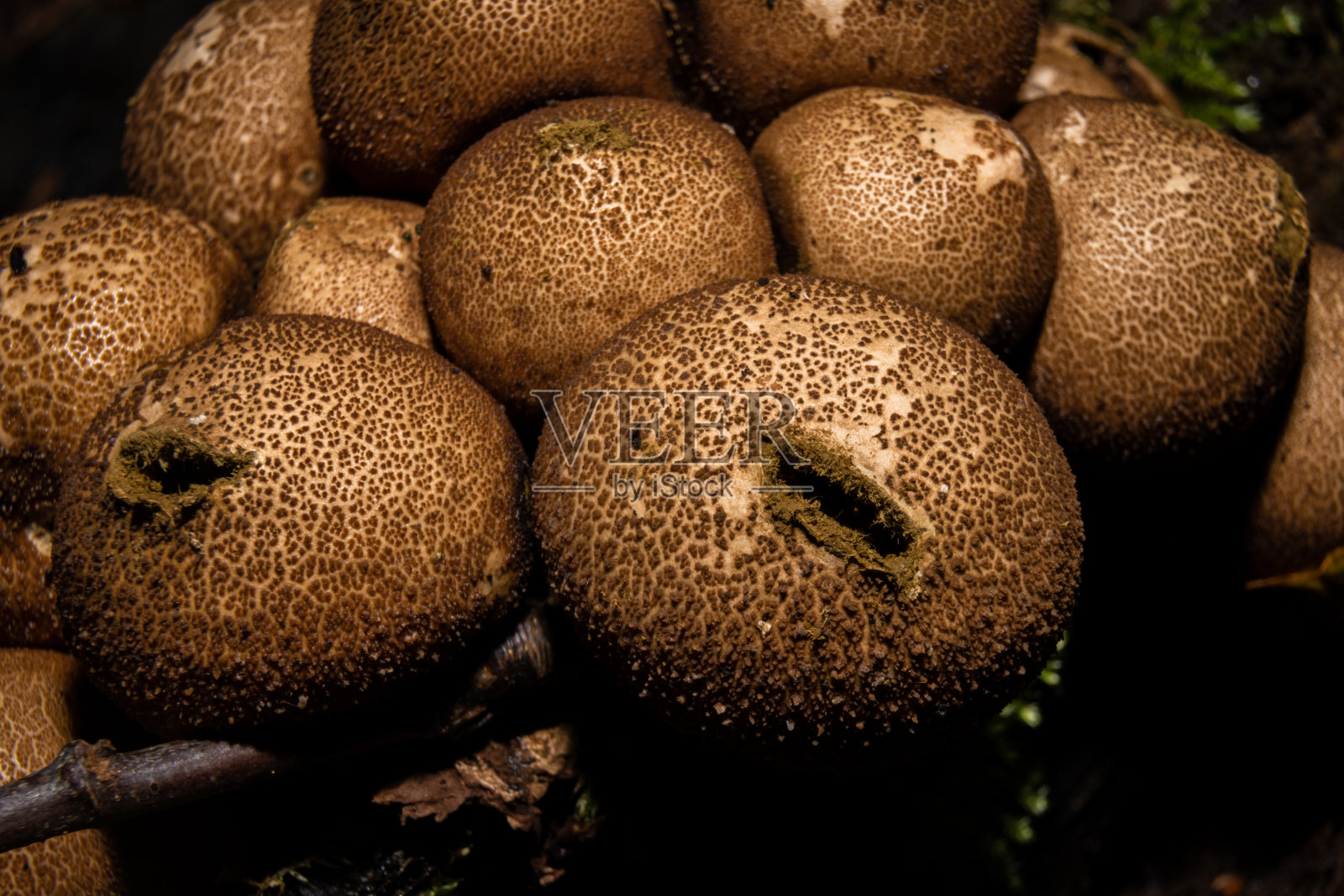 森林里真菌的特写照片。背景是绿色的苔藓。图片来自瑞典马尔默的Bokskogen照片摄影图片