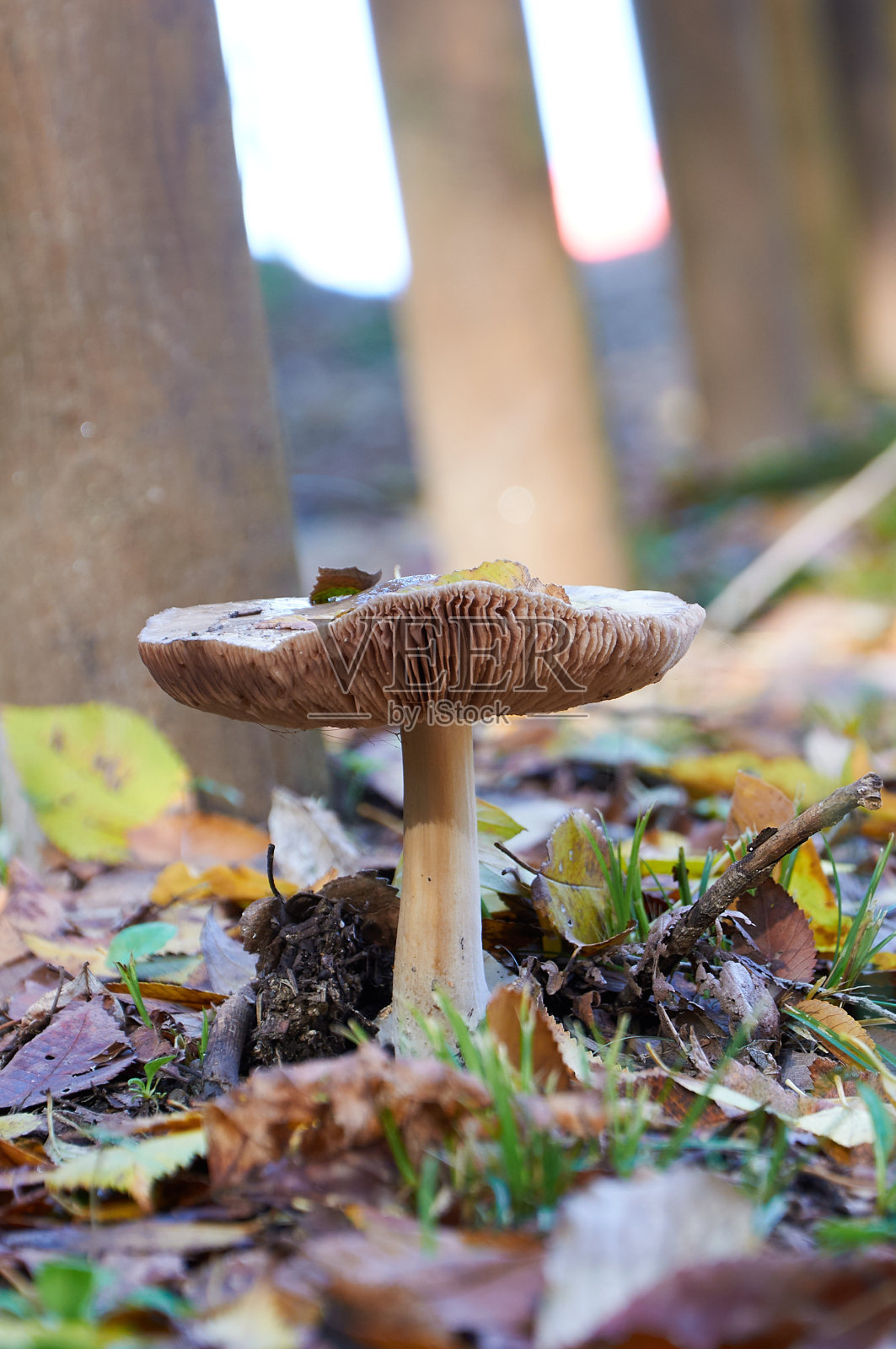 蘑菇在秋天生长在森林里照片摄影图片