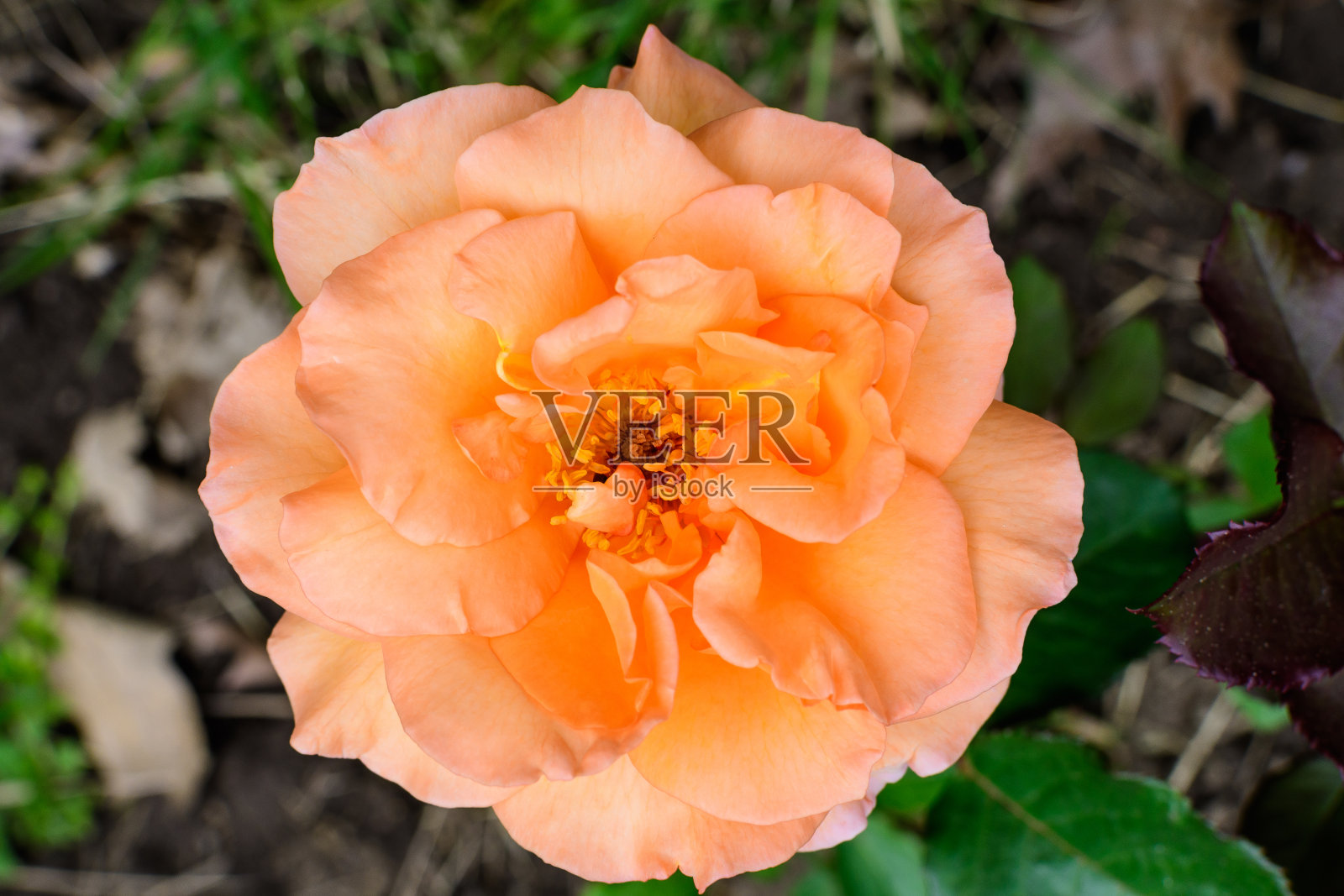 一个精致生动的橙色玫瑰在一个阳光明媚的夏天盛开和绿叶花园的特写,美丽的户外花卉背景与软焦点拍摄照片摄影图片