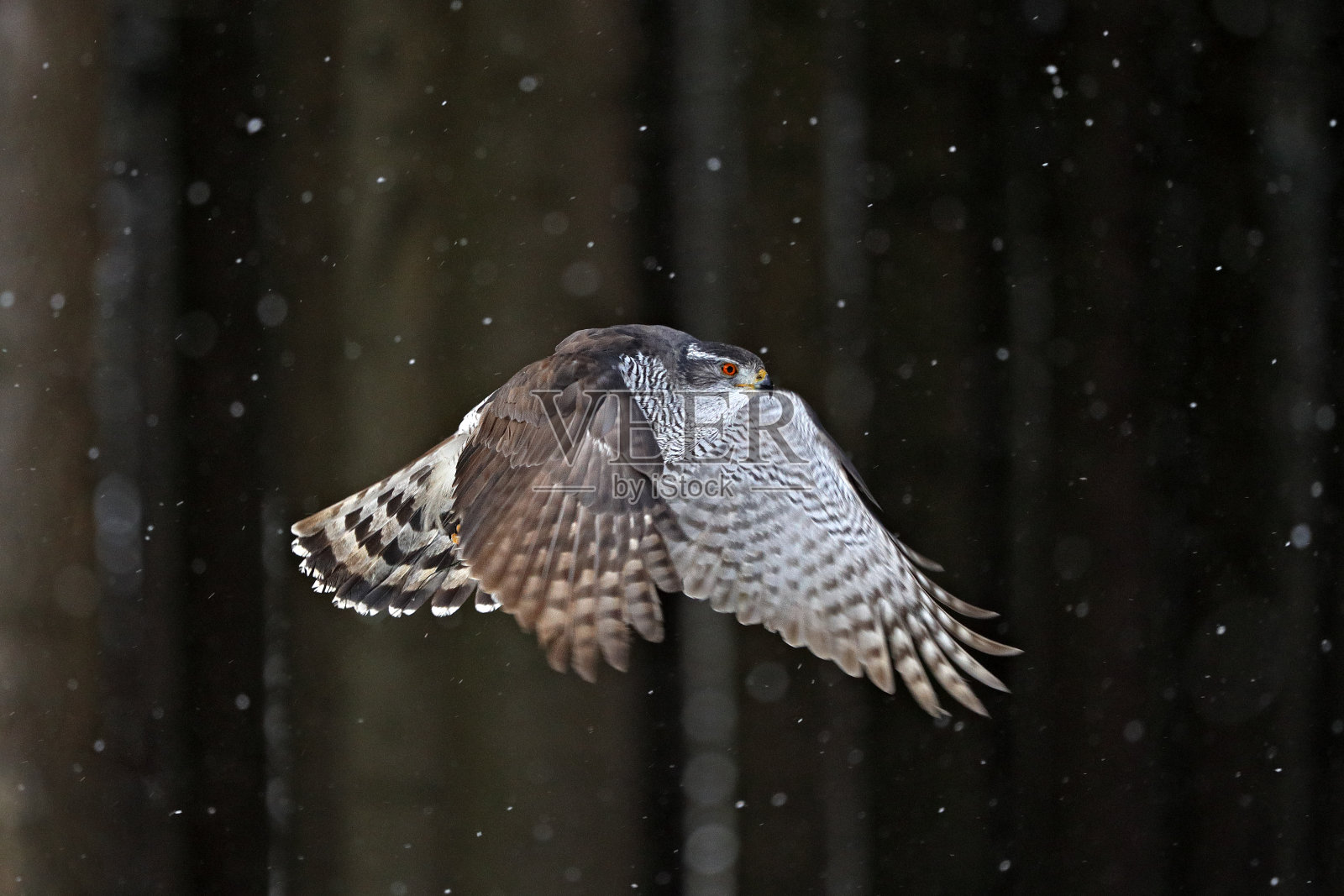苍鹰飞行,德国。北方苍鹰降落在云杉树在冬天的雪。冬天大自然的野生动物景象。猛禽在森林中栖息。照片摄影图片