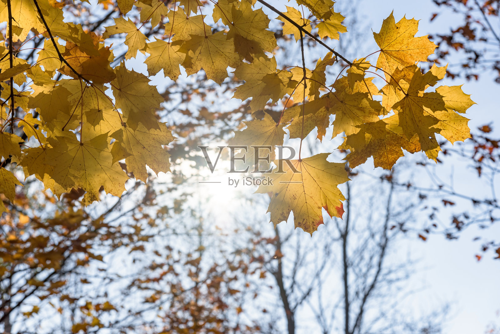 黄色的枫叶在一个晴朗的秋天照片摄影图片