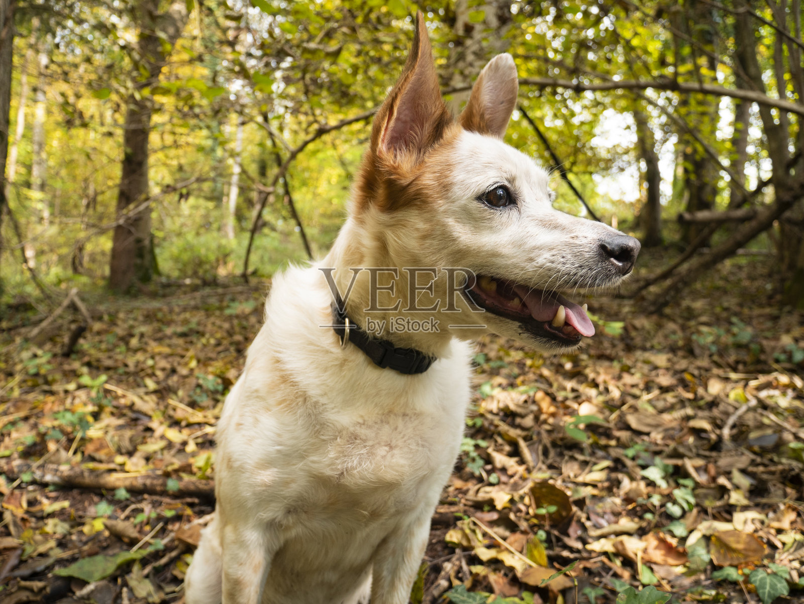 快乐的狗在森林里散步照片摄影图片