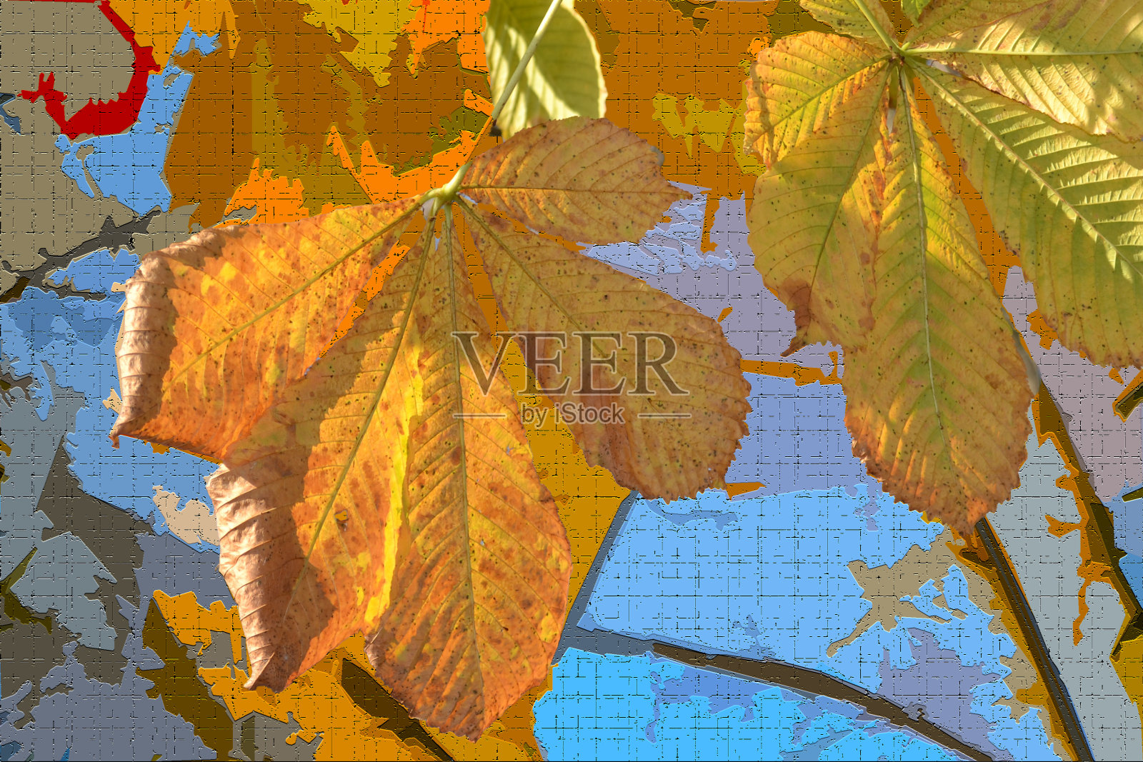 背景与色彩缤纷的树叶在深秋照片摄影图片