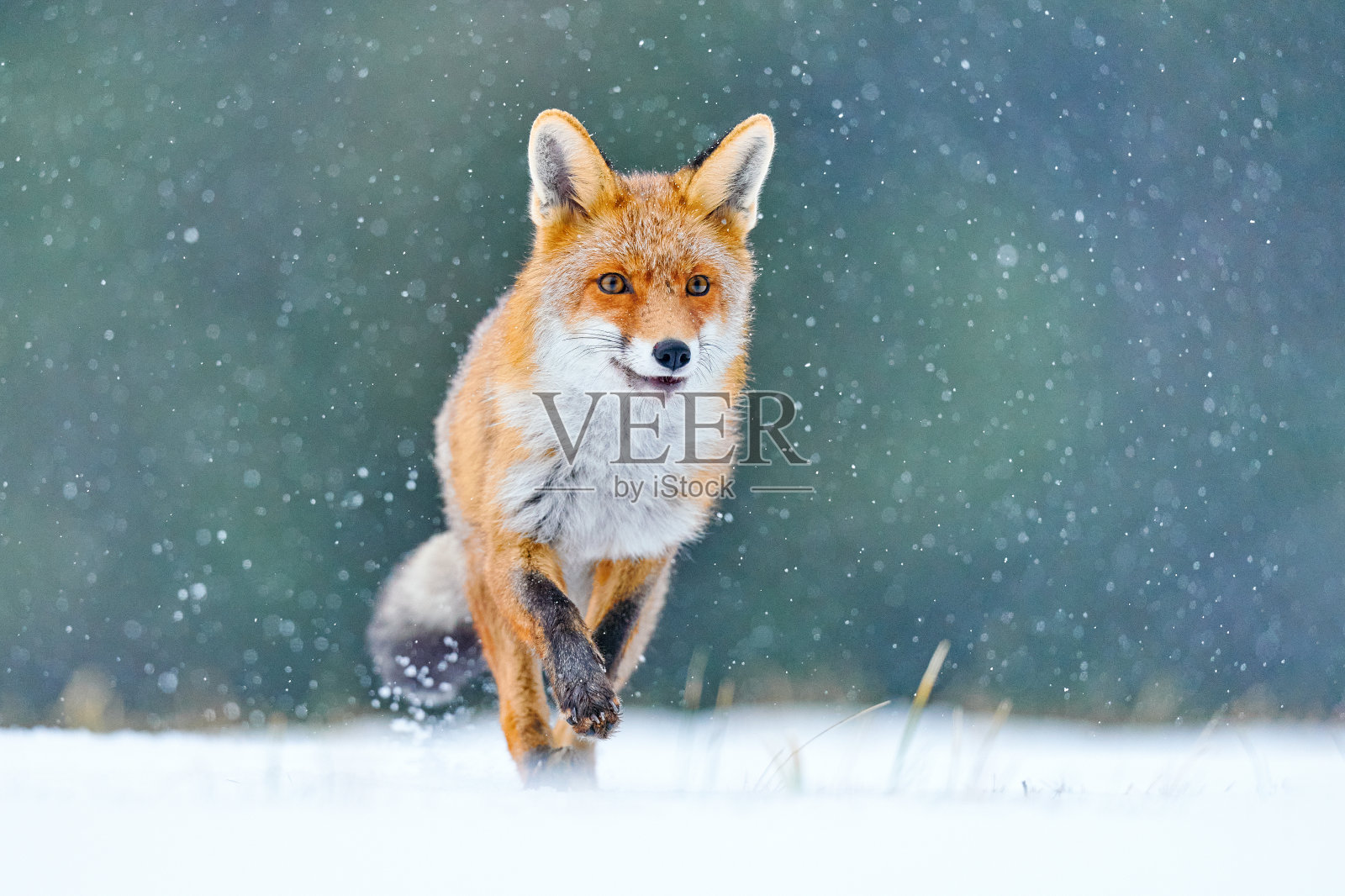 猎红狐,猎豹,欧洲野生动物景象。橘色毛皮动物是大自然的栖息地。狐狸在冬天的森林草地上,披上了洁白的白雪照片摄影图片