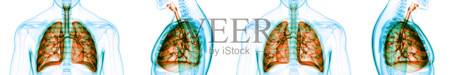 人体呼吸系统及肺解剖学照片摄影图片