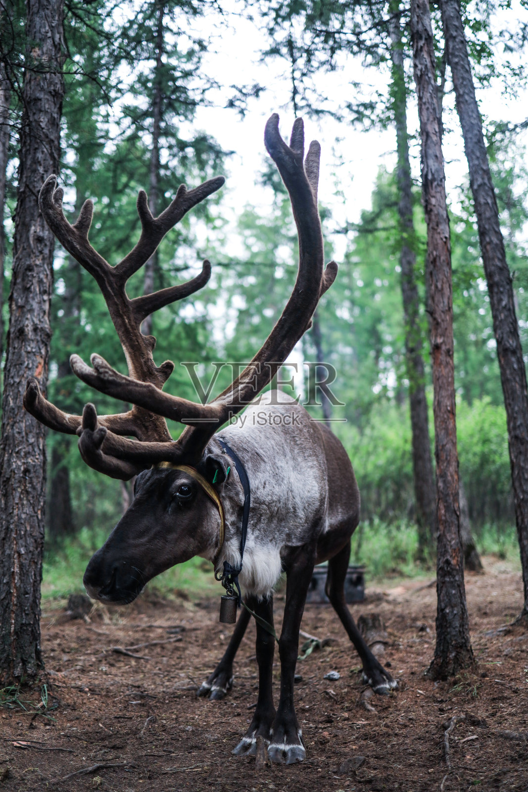 驯鹿照片摄影图片
