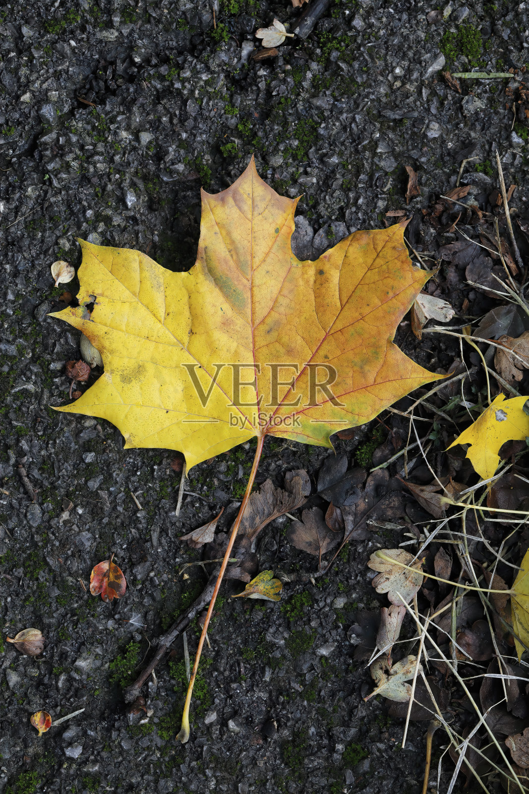 挪威枫叶的落叶,肉桂吐司的颜色照片摄影图片