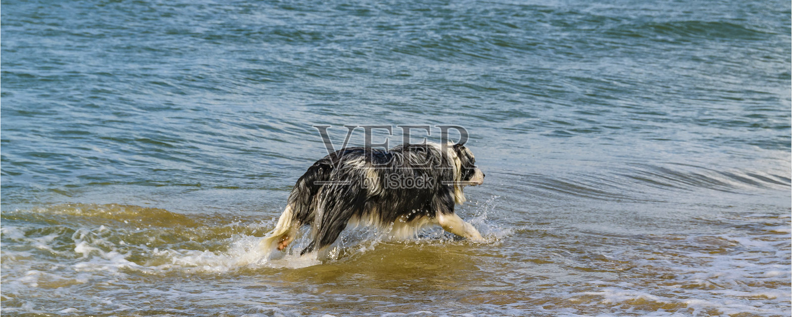 小狗在以色列特拉维夫海边照片摄影图片