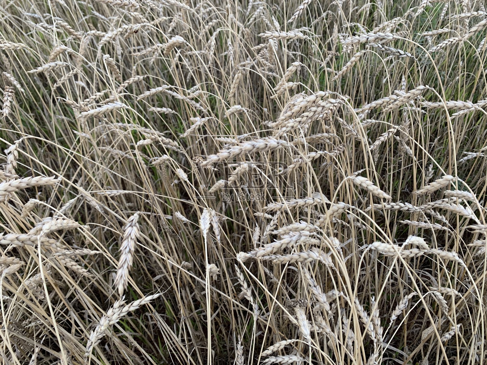 农业背景与成熟的小穗黑麦照片摄影图片