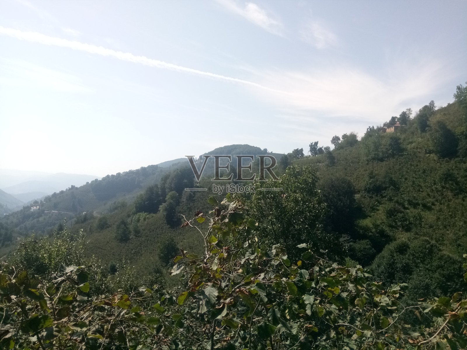 惊人的森林和自然景观,好天气照片摄影图片