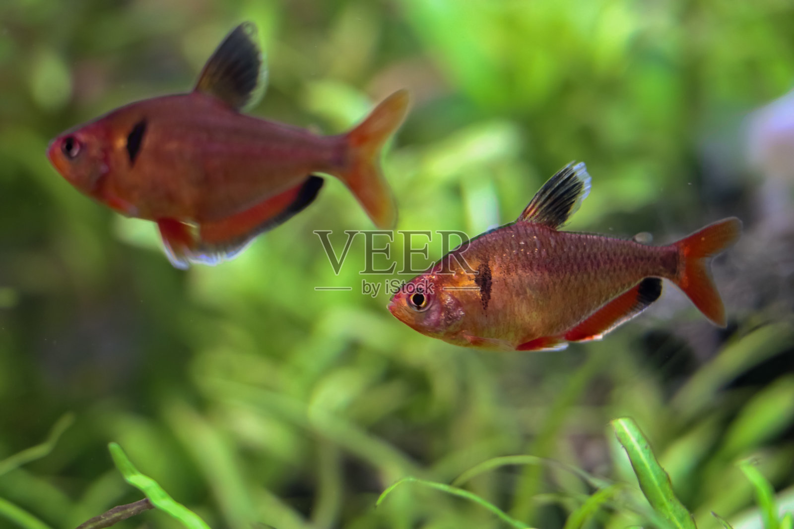 金色的鱼照片摄影图片