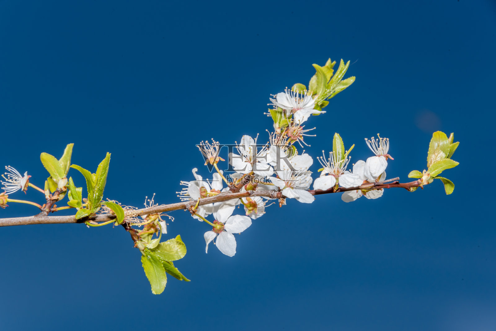 白梅树在春天开花照片摄影图片