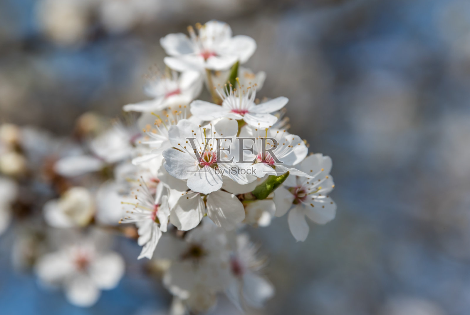 白梅树在春天开花照片摄影图片