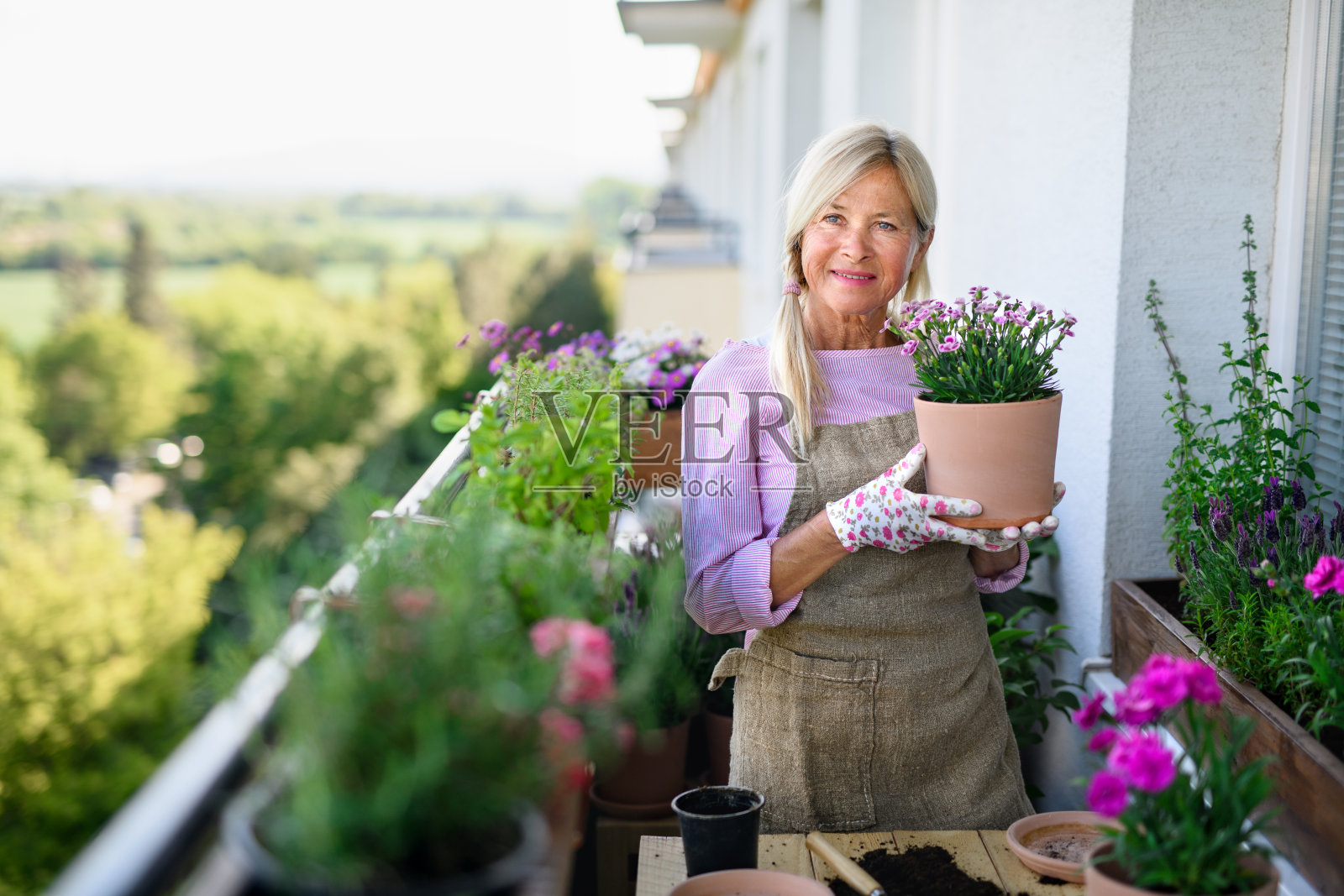 老妇人夏天在阳台上种花。照片摄影图片