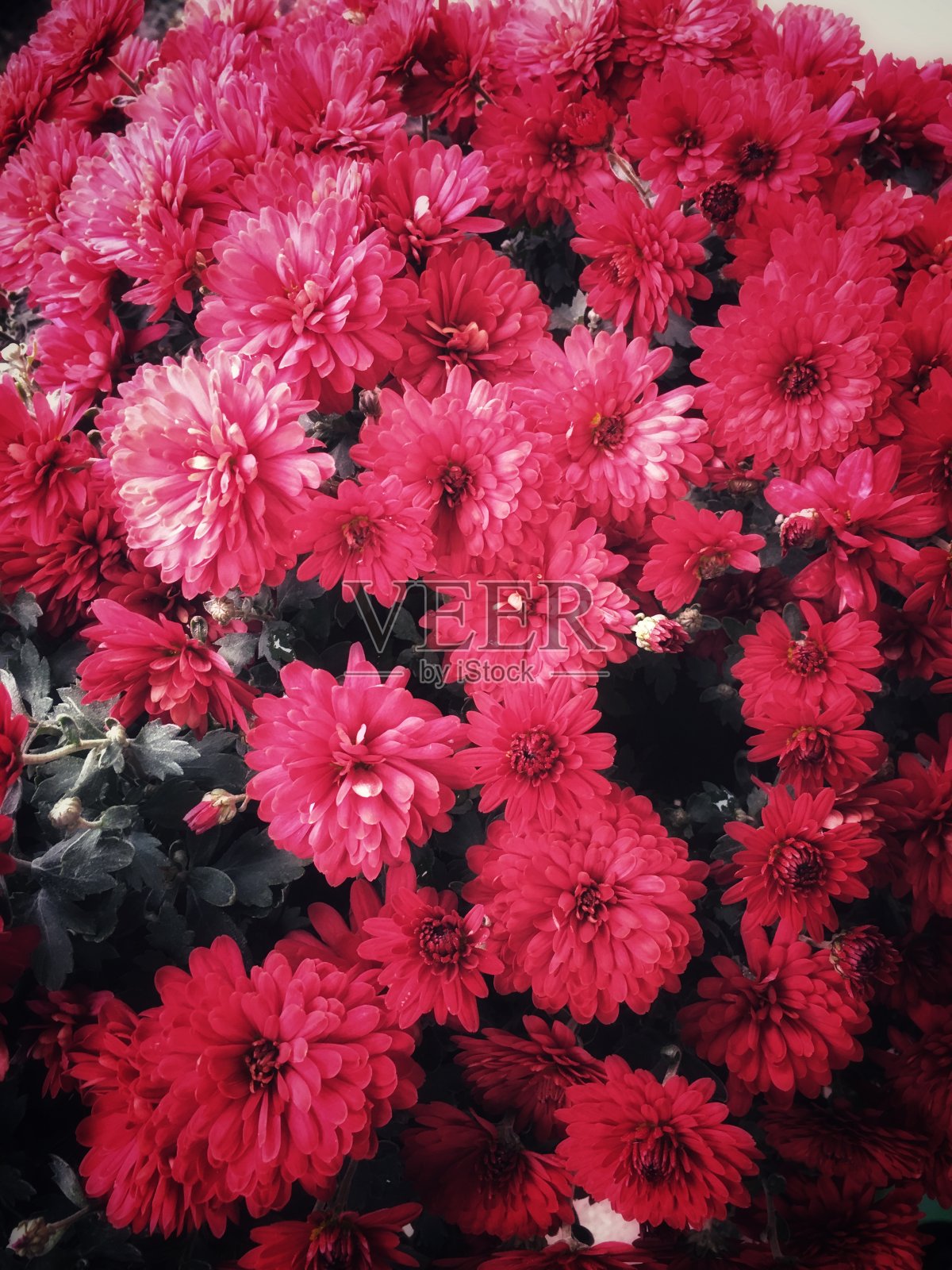 红色的花照片摄影图片