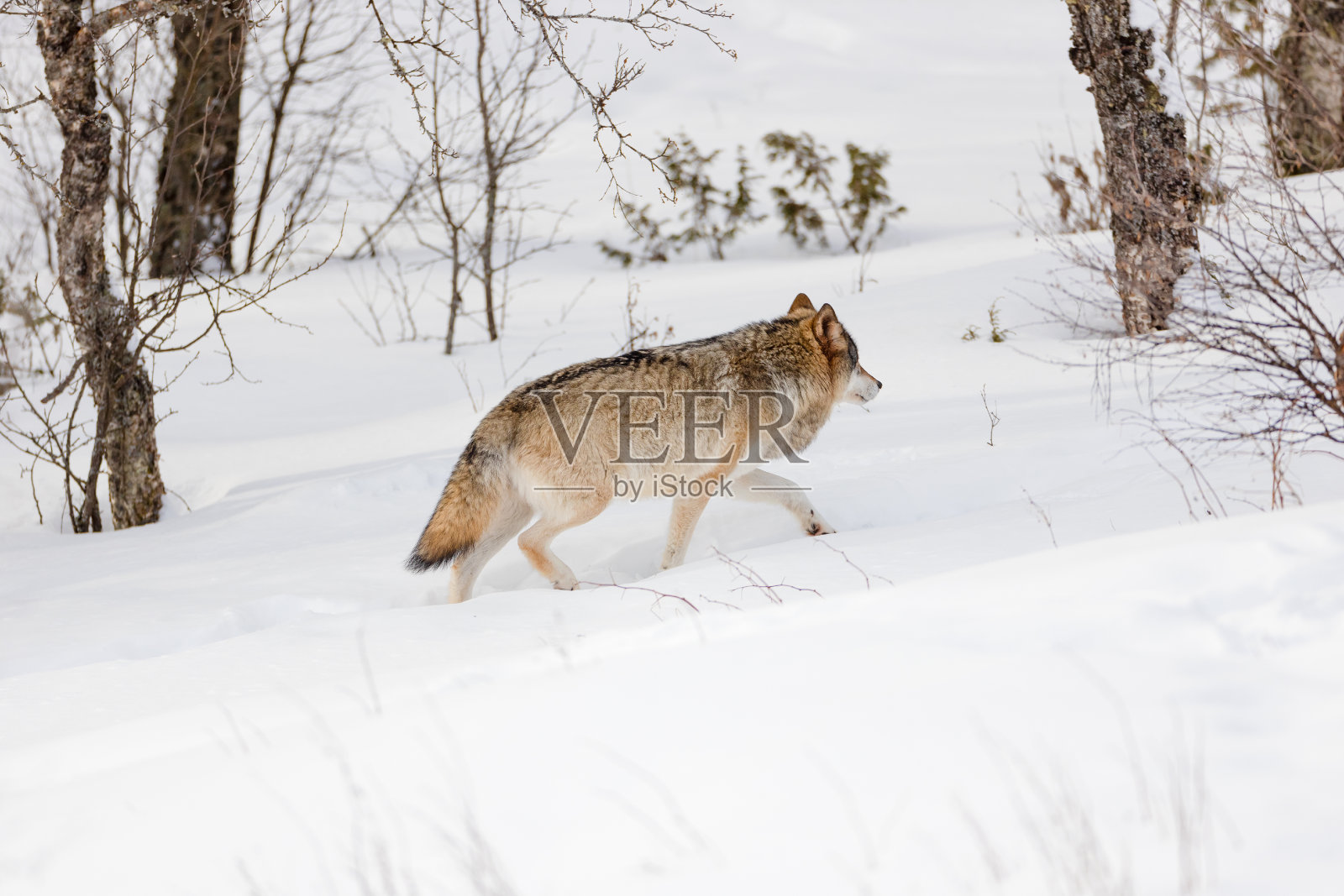 毛茸茸的狼走在光秃秃的雪地上照片摄影图片