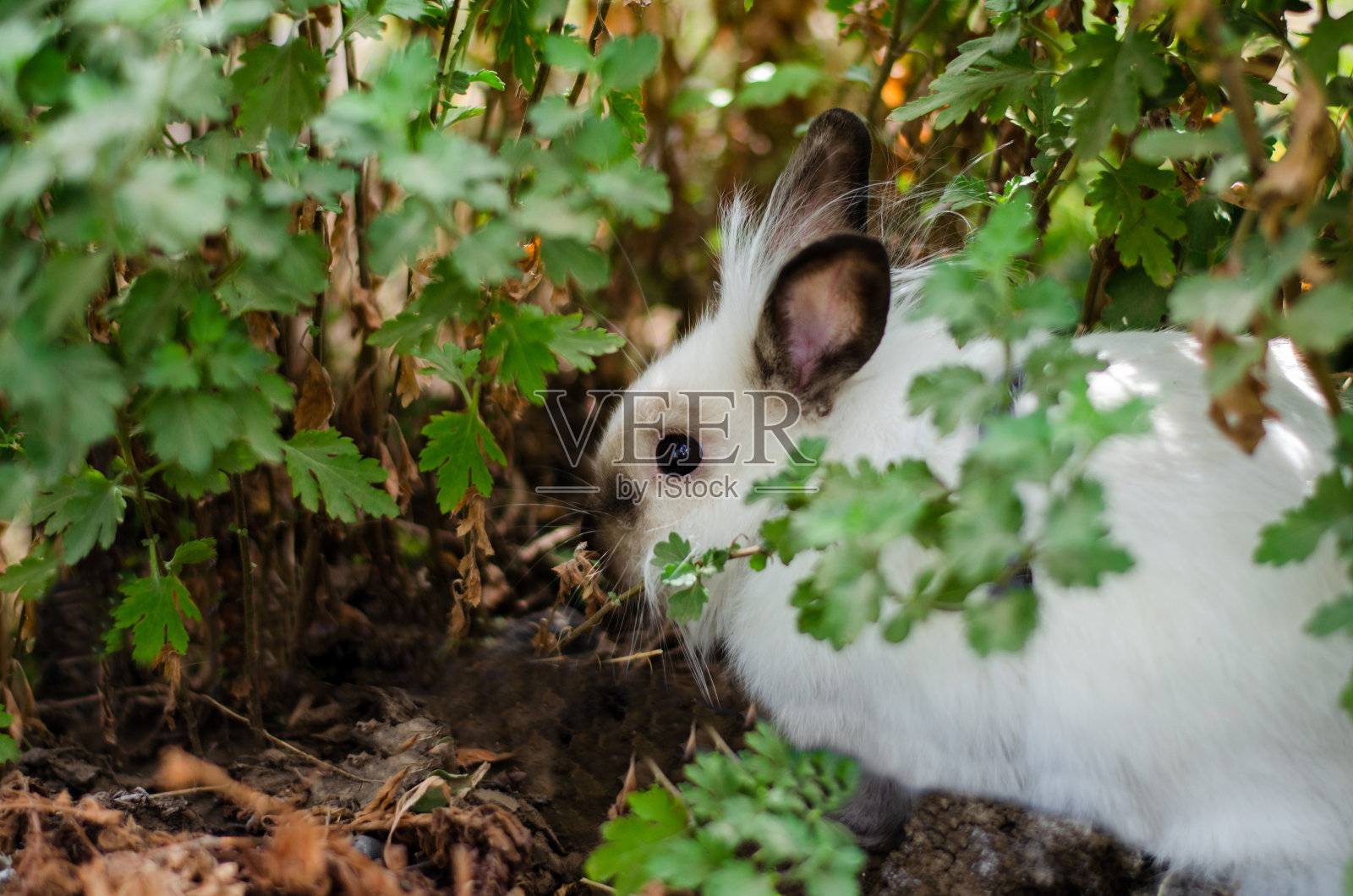 装饰性的小白兔在欧芹树丛下散步照片摄影图片