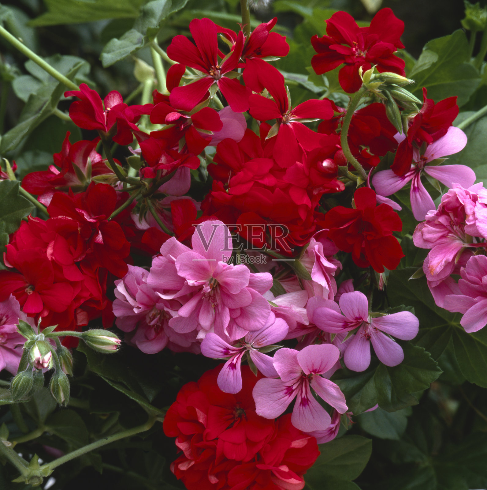 天竺葵照片摄影图片