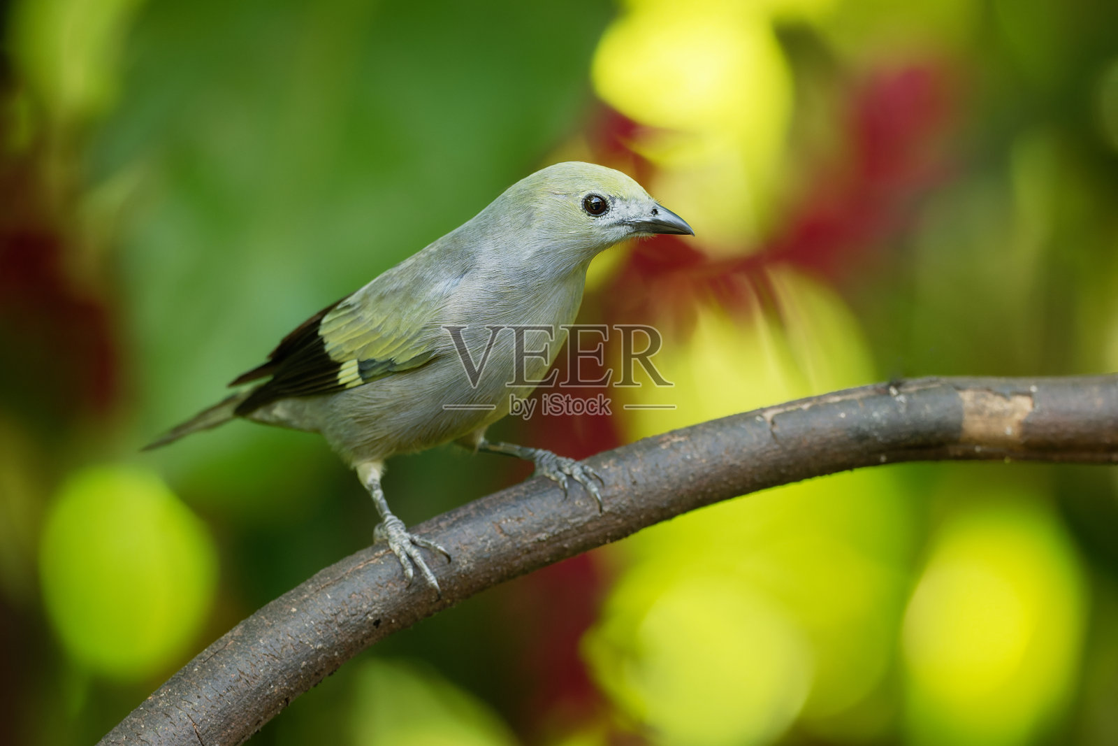 坦加拉棕雀是中型雀形目鸟类,从尼加拉瓜南部到玻利维亚,巴拉圭和巴西南部的居民饲养者。它也在特立尼达和多巴哥繁殖。照片摄影图片