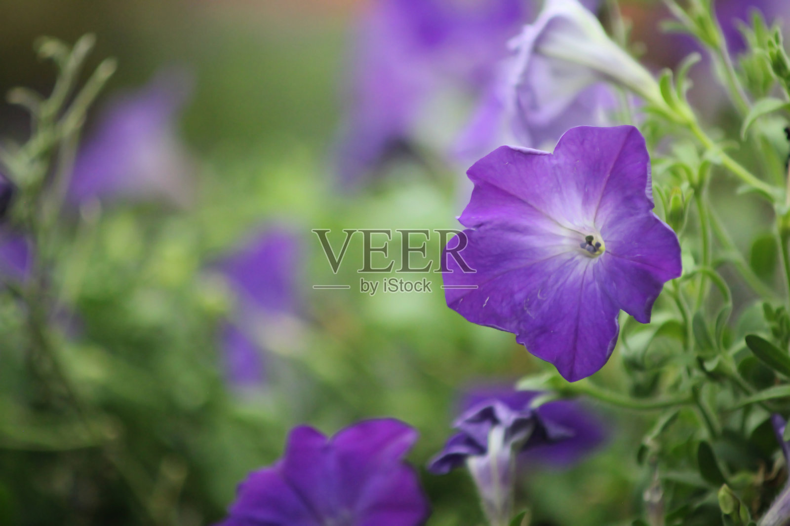 近距离照片的紫色矮牵牛花照片摄影图片