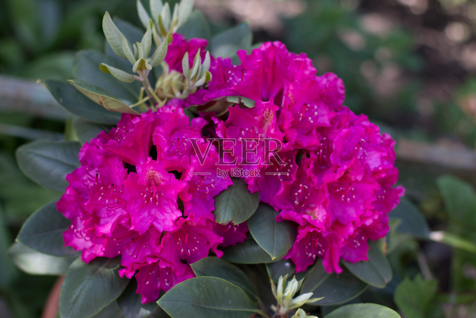 花园里长着漂亮的大红花照片摄影图片