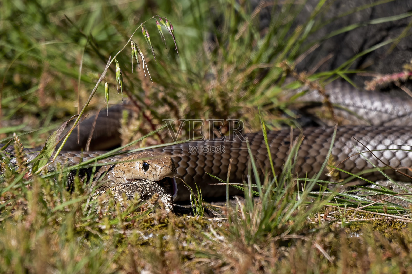 东方褐蛇吃了一只杰克龙蜥蜴照片摄影图片