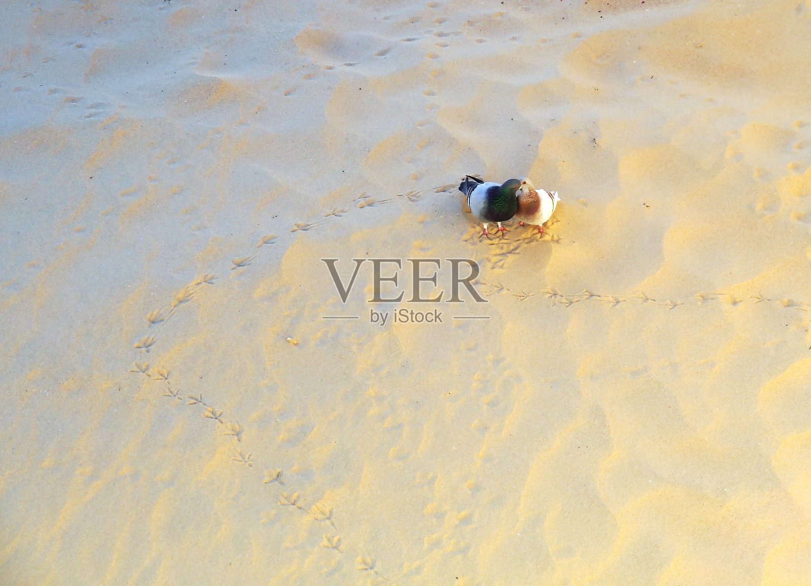 一对鸽子在加的斯海滩的沙滩上相爱。安达卢西亚。西班牙。欧洲照片摄影图片