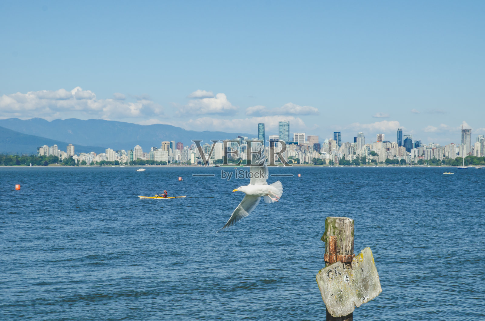 在温哥华市中心附近飞翔的海鸥照片摄影图片