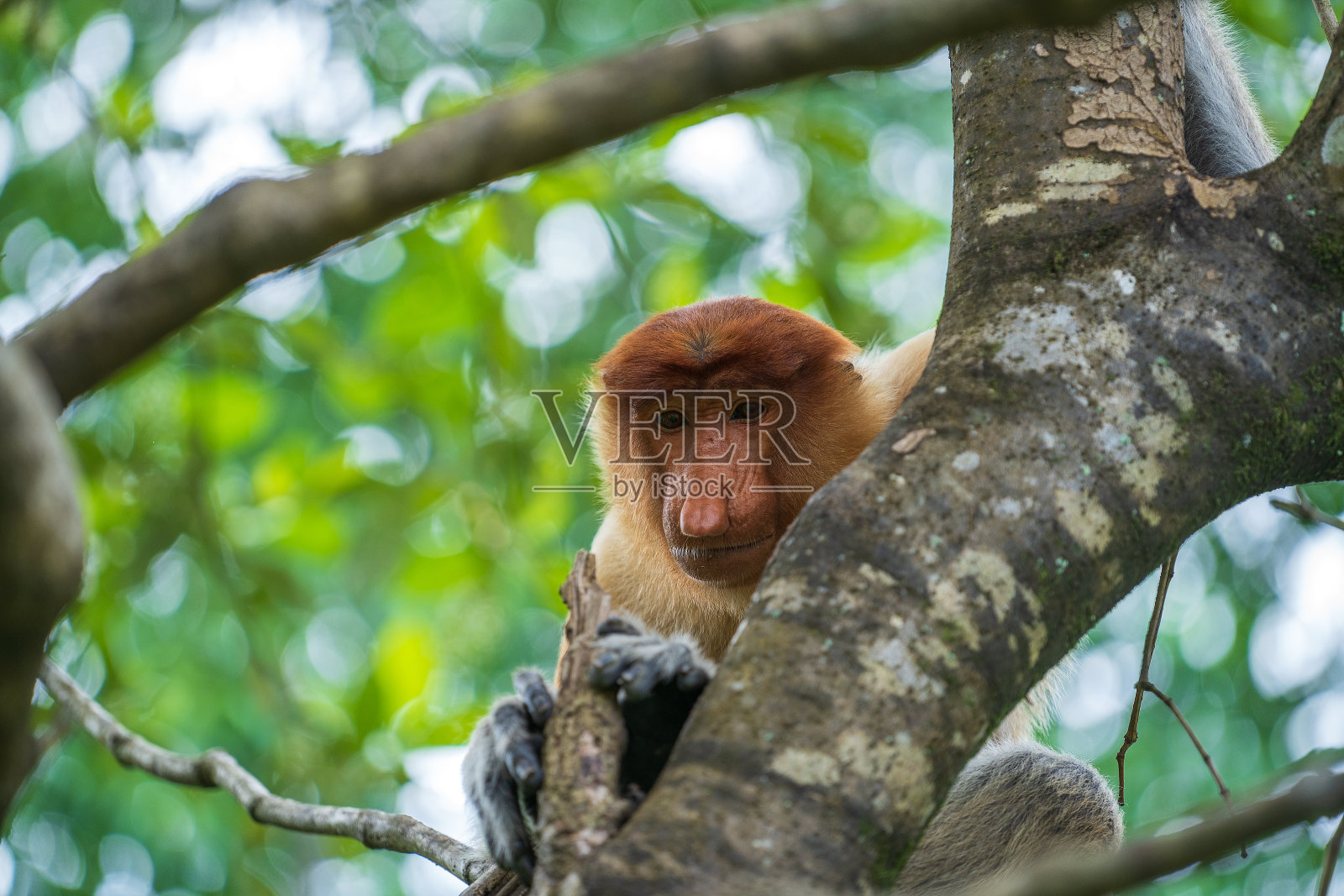 马来西亚婆罗洲岛热带雨林中的野生长鼻猴或鼻蛾幼虫,近距离观察照片摄影图片