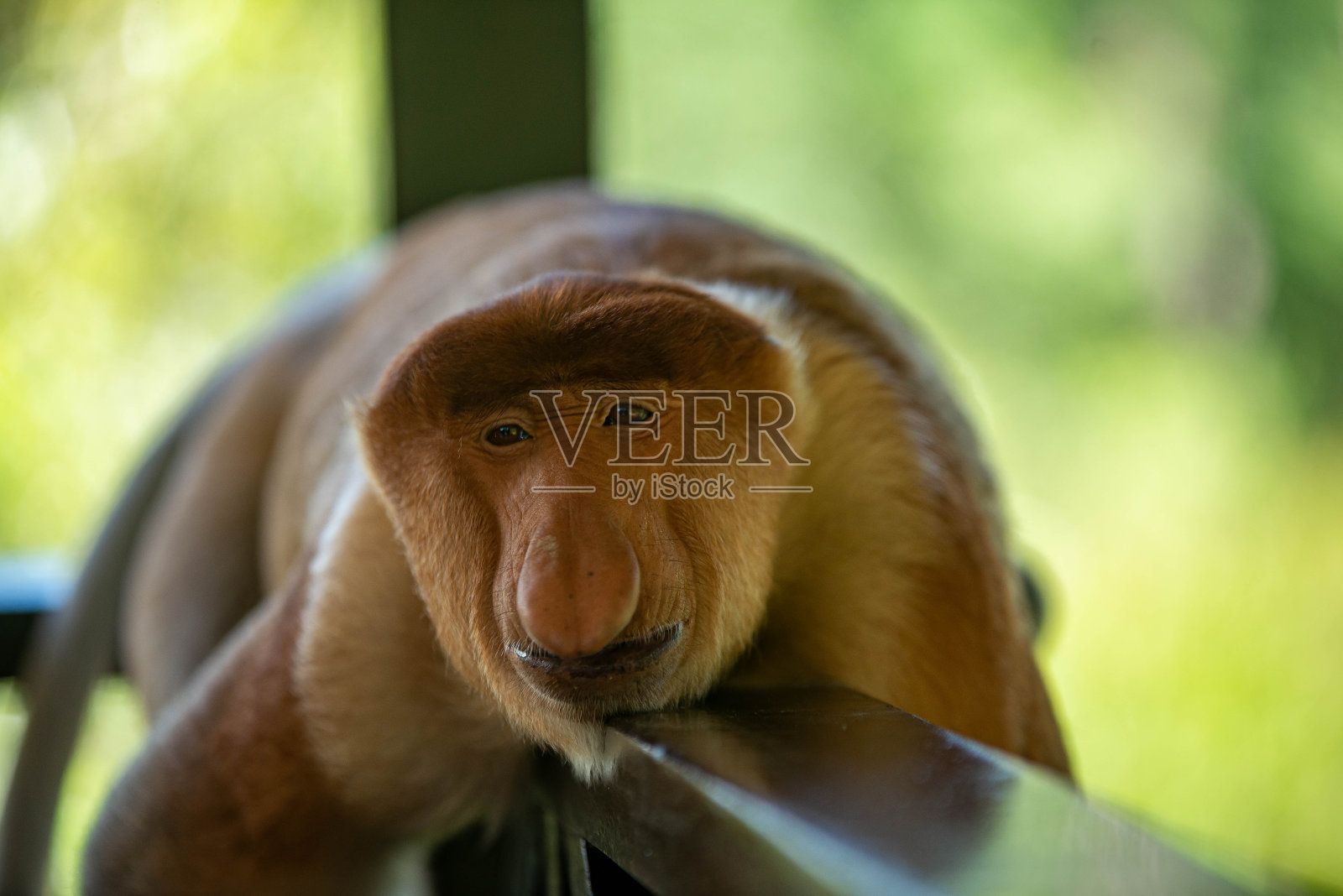 马来西亚婆罗洲岛特有的长鼻猴照片摄影图片