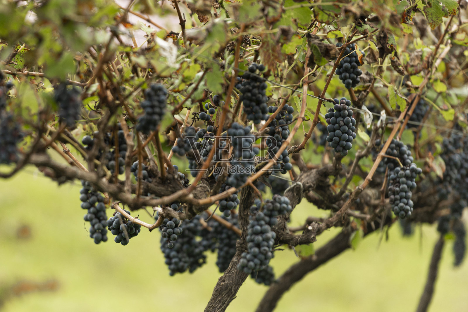 葡萄种植园照片摄影图片