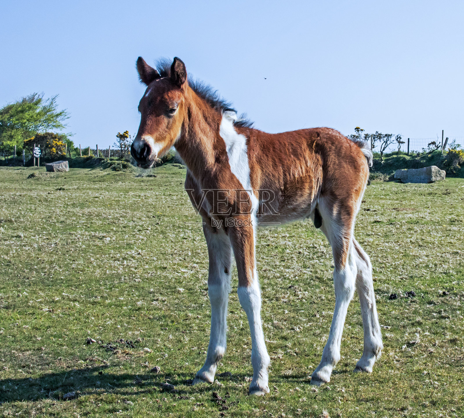 高沼地小马仔。照片摄影图片