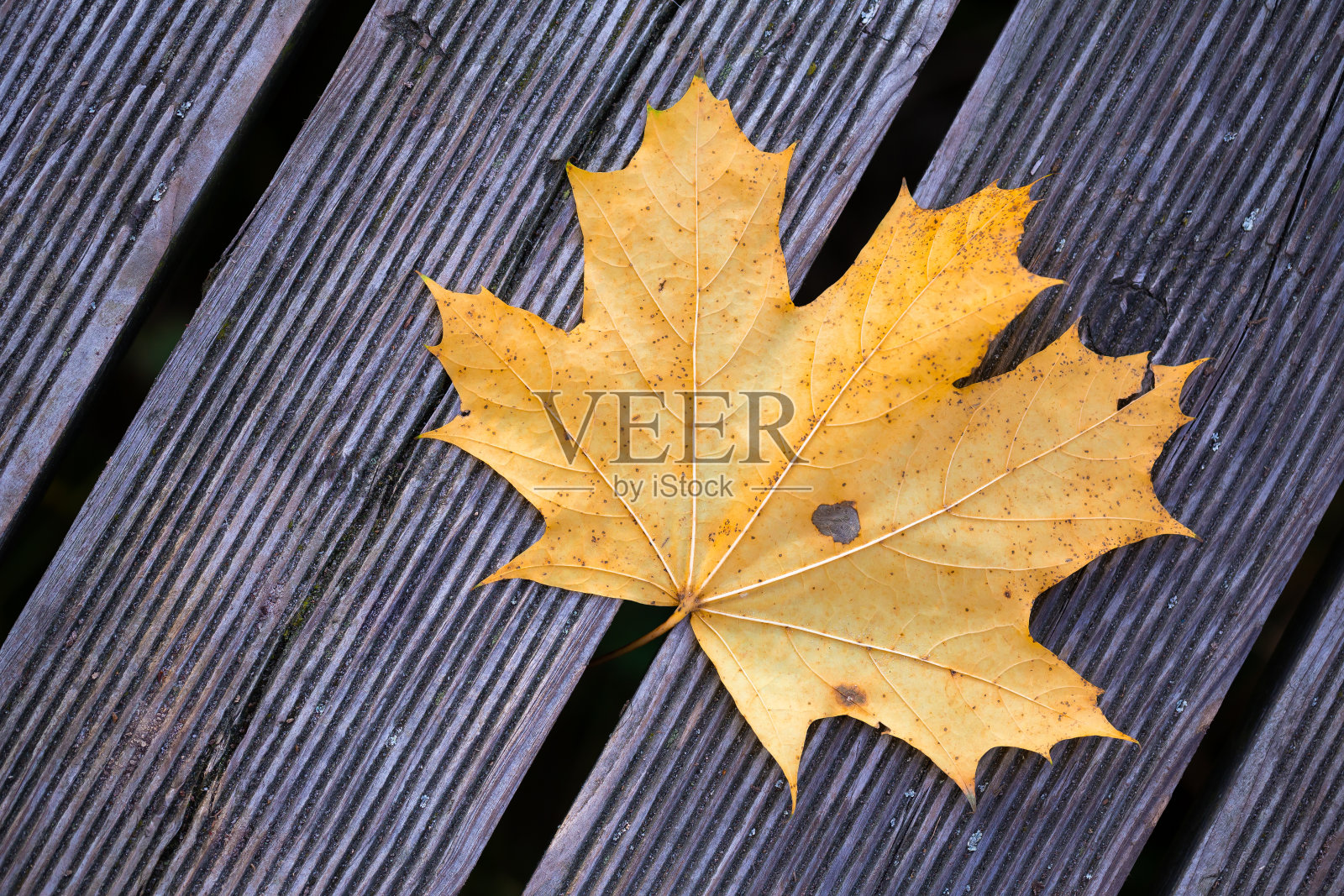 木甲板上一片金秋的枫叶照片摄影图片