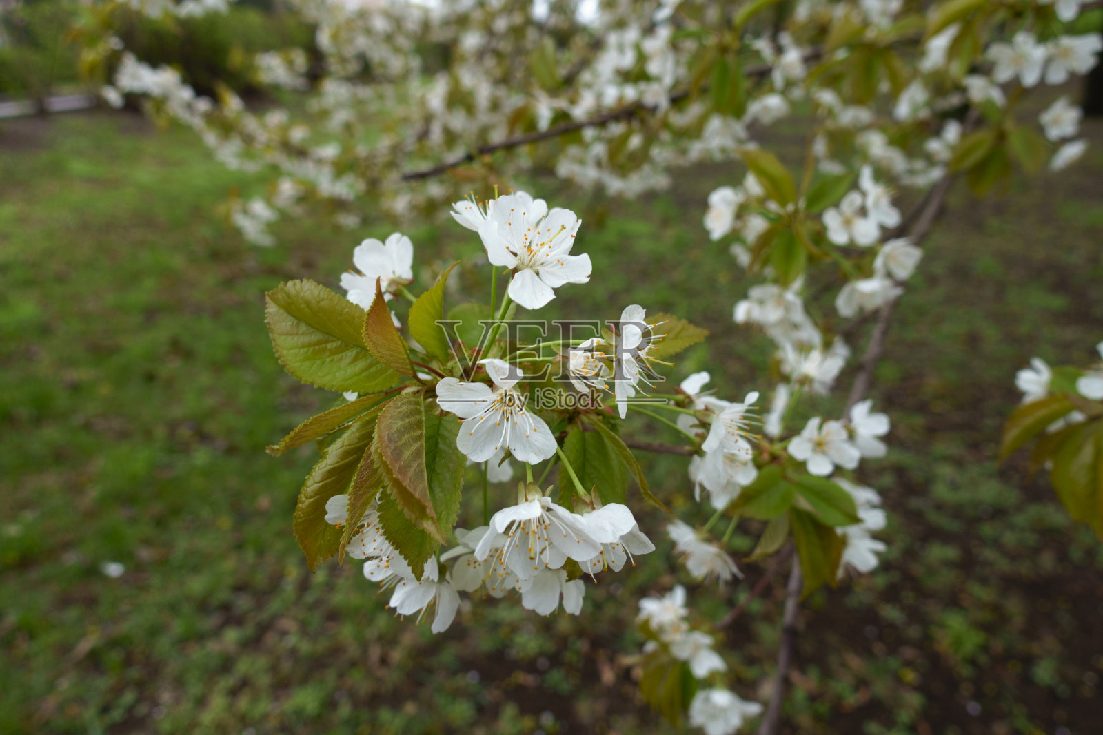 四月甜樱桃树的黄绿色叶子和白色花朵照片摄影图片