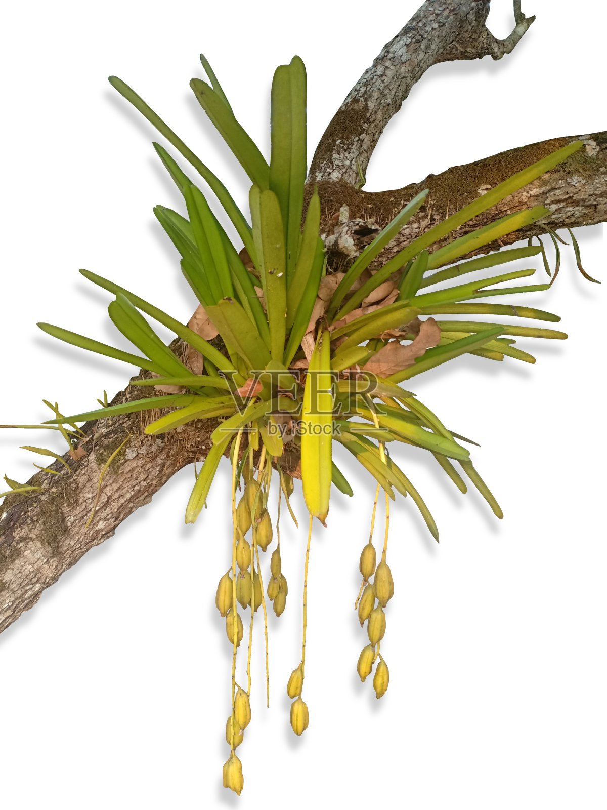 孤立的兰花黄芽花和绿叶附在孤立的白色背景上的枝上。照片摄影图片