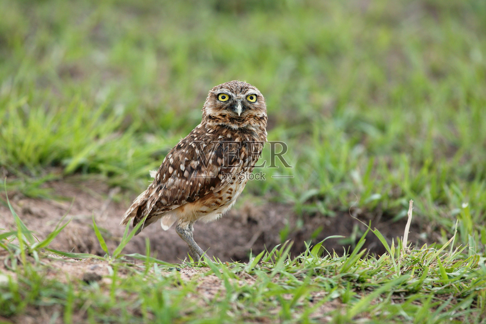 穴居猫头鹰照片摄影图片