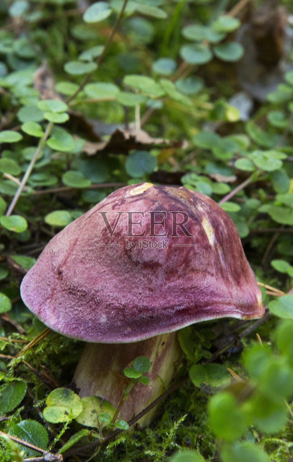 不可食用的真菌生长在欧洲中部的森林,红褐色毛孢。漂亮的红色和黄色蘑菇照片摄影图片
