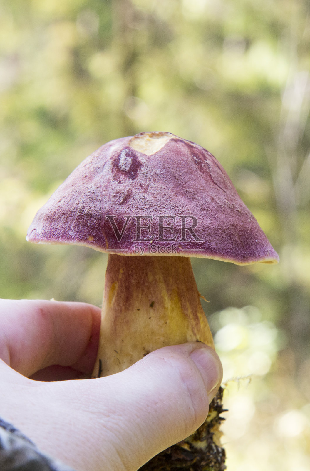 不可食用的真菌生长在欧洲中部的森林,红褐色毛孢。漂亮的红色和黄色蘑菇照片摄影图片