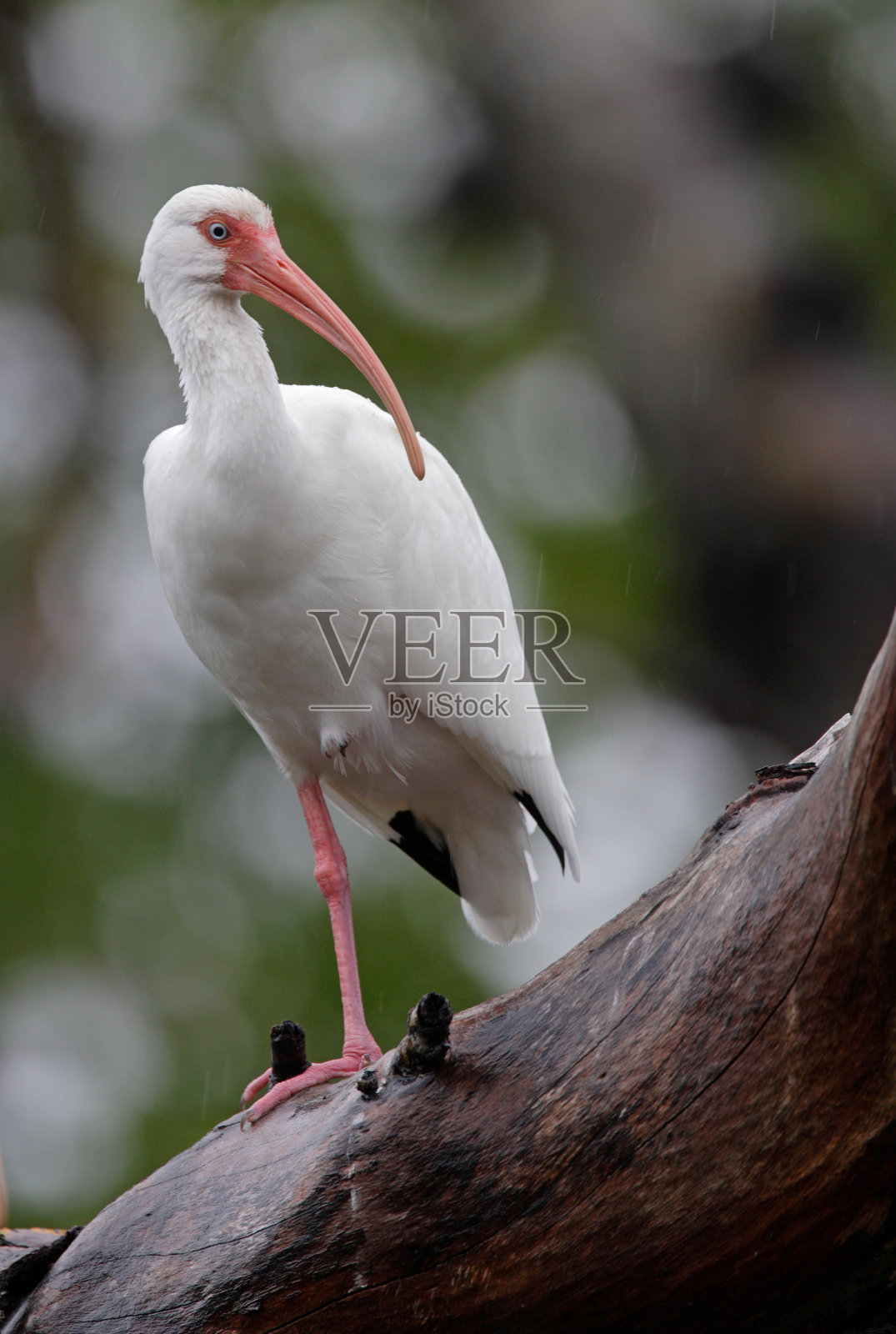 白鹮照片摄影图片