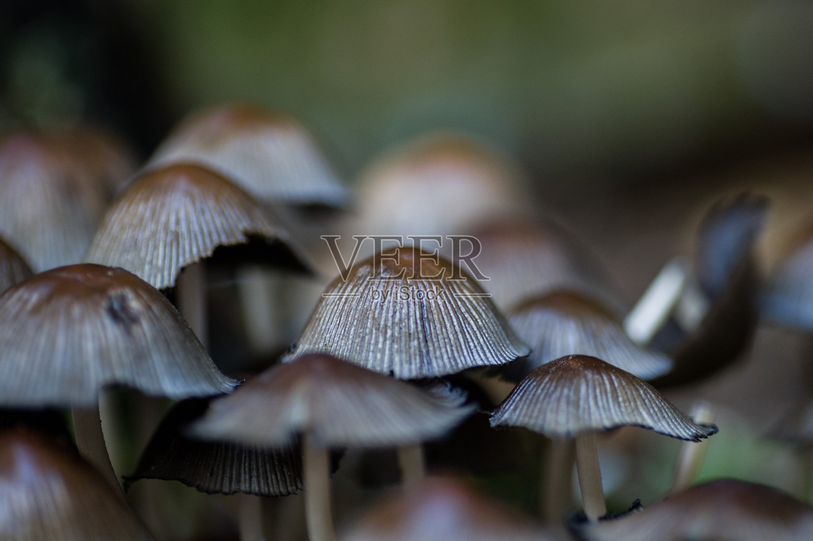 近距离观察普通帽菇照片摄影图片