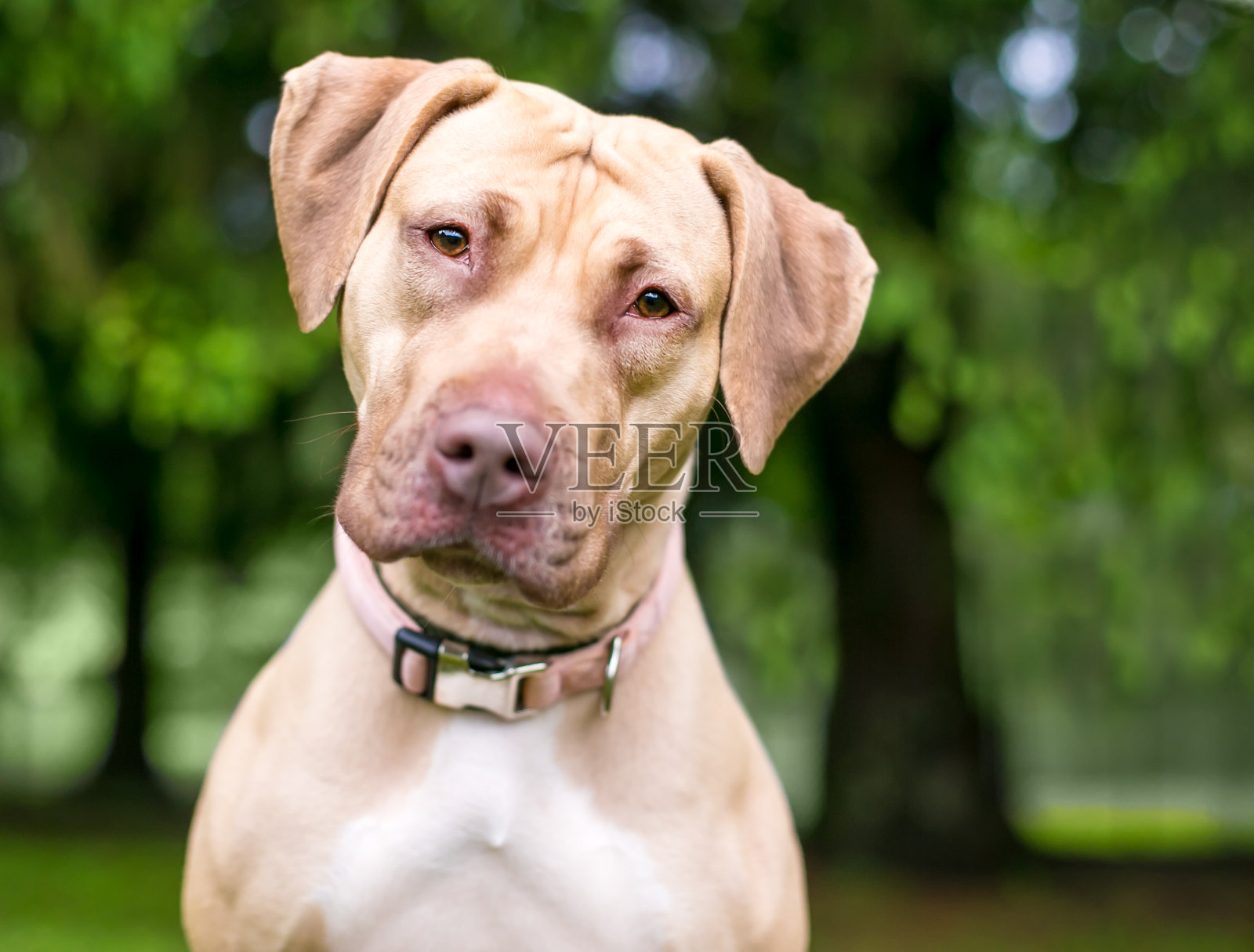 一种倾斜着头的猎犬和猎犬的杂交犬照片摄影图片