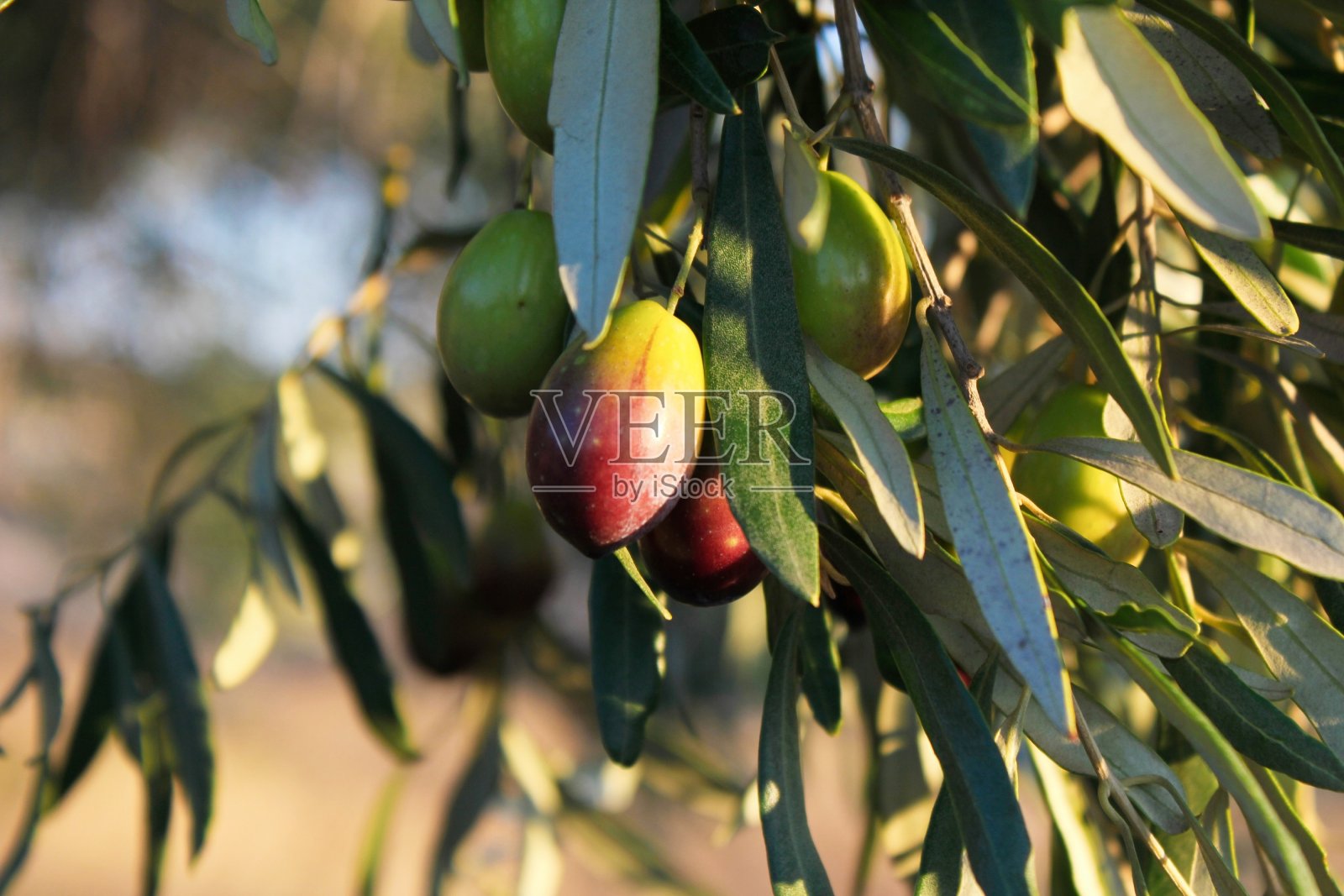 橄榄枝上的希腊橄榄照片摄影图片