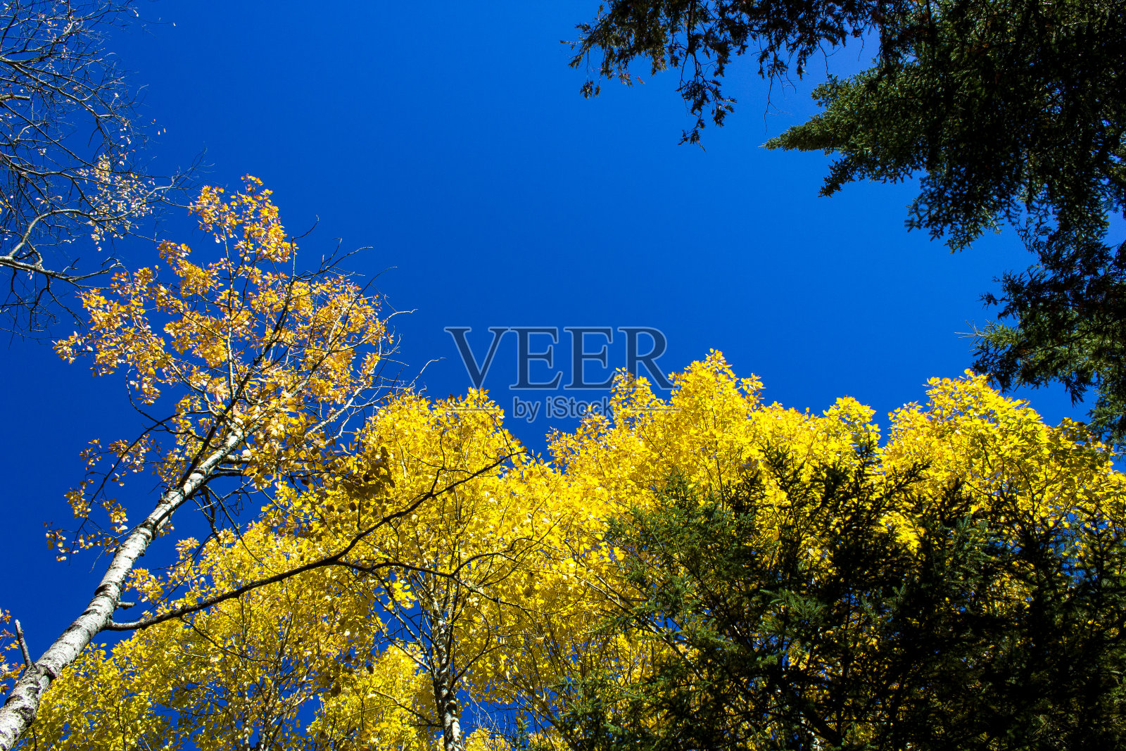 仰望秋天的树木照片摄影图片