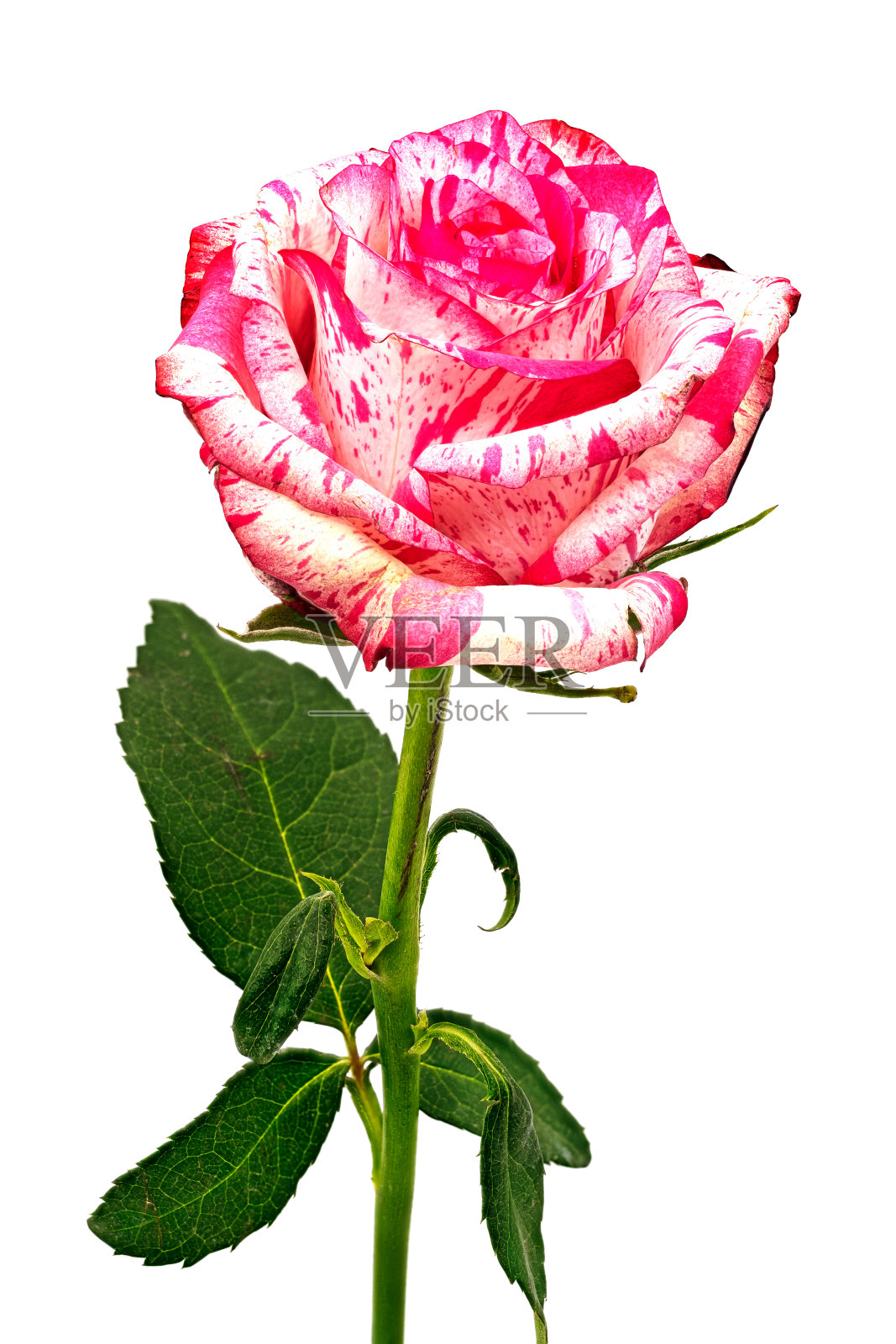 玫瑰照片摄影图片