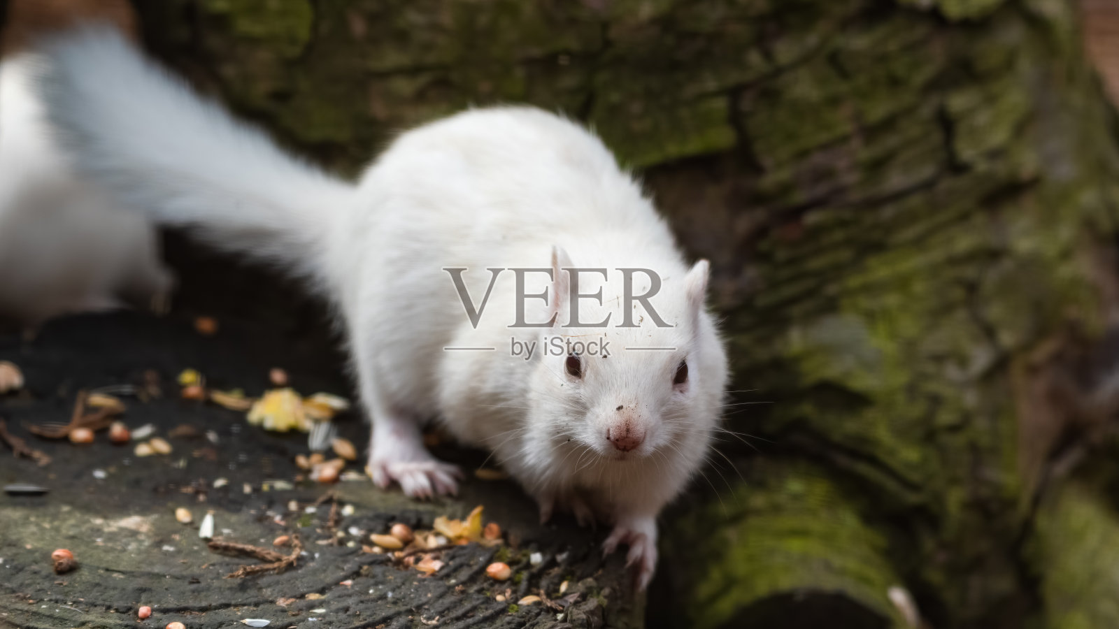 白化花栗鼠站在树桩上照片摄影图片