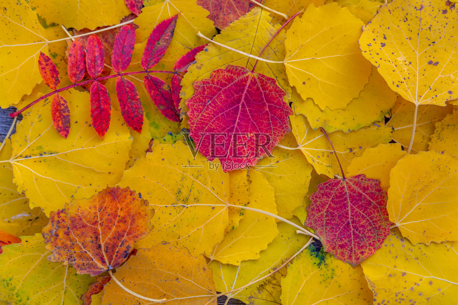 秋叶背景。丰富多彩的秋叶照片摄影图片